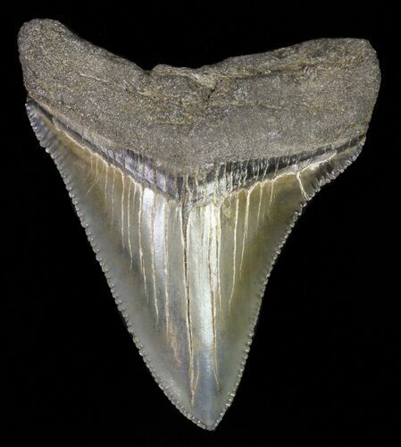 Juvenile Megalodon Tooth - Serrated Blade #61817